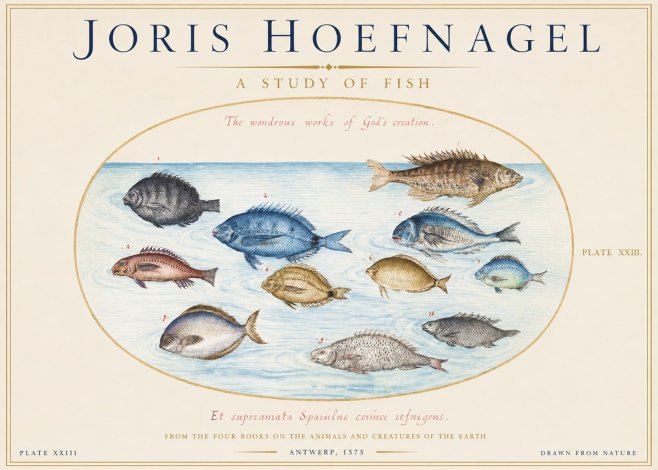Joris Hoefnagel A Study of Fish No1 - Plakát