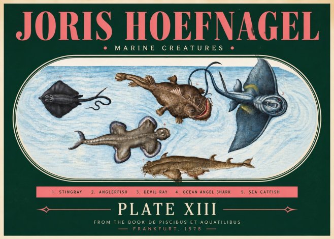 Joris Hoefnagel Marine Creatures Plate Xiii No3 - Plakát