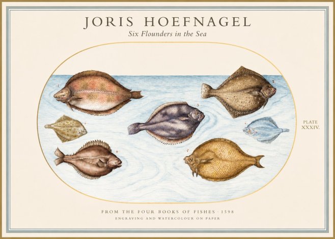 Joris Hoefnagel Six Flounders in the Sea No1 - Plakát
