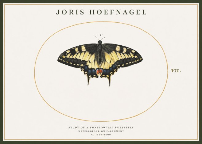 Joris Hoefnagel Study of a Swallowtail Butterfly No1 - Plakát