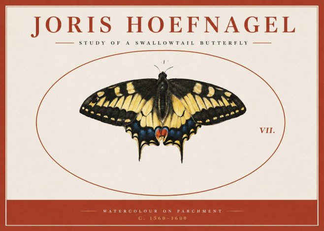 Joris Hoefnagel Study of a Swallowtail Butterfly No3 - Plakát