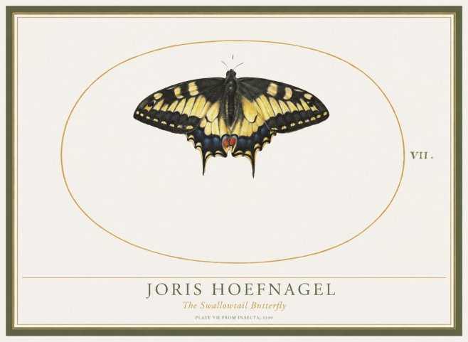 Joris Hoefnagel Study of a Swallowtail Butterfly No5 - Plakát