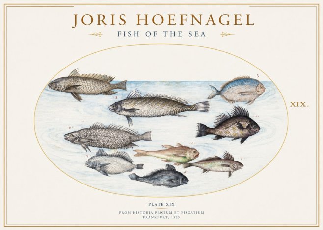 Joris Hoefnagel Fish of the Sea No1 - Plakát