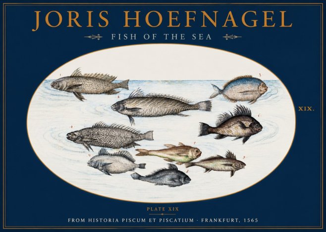 Joris Hoefnagel Fish of the Sea No2 - Plakát