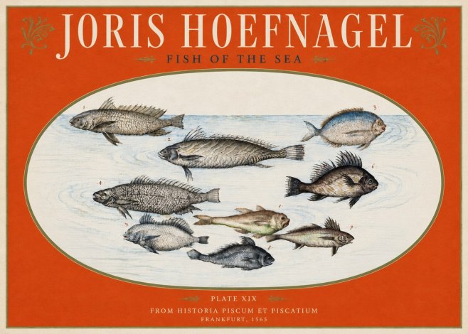 Joris Hoefnagel Fish of the Sea No3 - Plakát