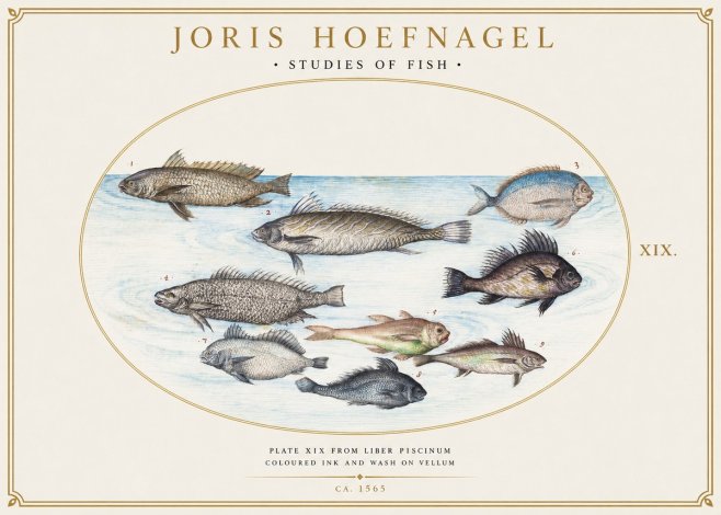 Joris Hoefnagel Fish of the Sea No6 - Plakát
