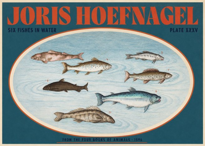 Joris Hoefnagel Six Fishes in Water I No2 - Plakát