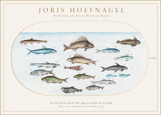 Joris Hoefnagel Fish from the Great Book of Nature No1 - Plakát