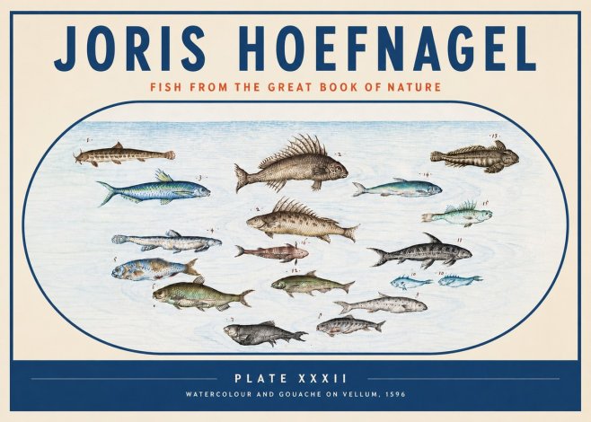 Joris Hoefnagel Fish from the Great Book of Nature No3 - Plakát