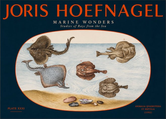 Joris Hoefnagel Studies of Rays and Shells No3 - Plakát