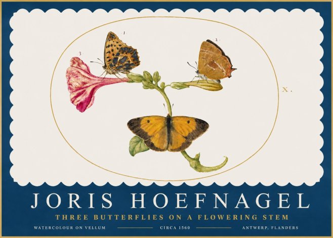 Joris Hoefnagel Three Butterflies on a Flowering Stem No2 - Plakát