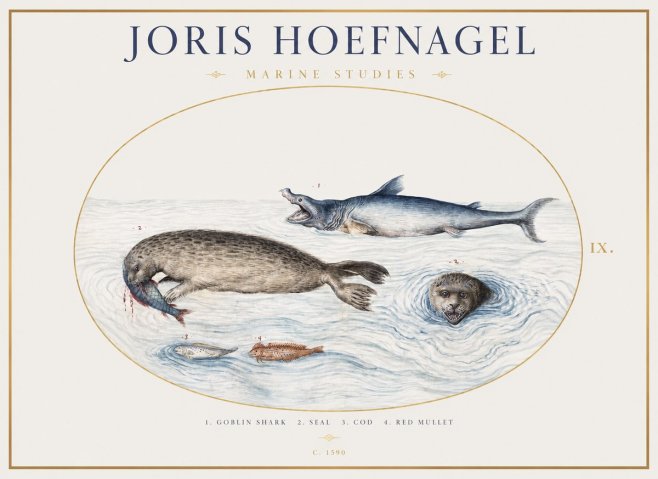 Joris Hoefnagel Marine Studies No1 - Plakát
