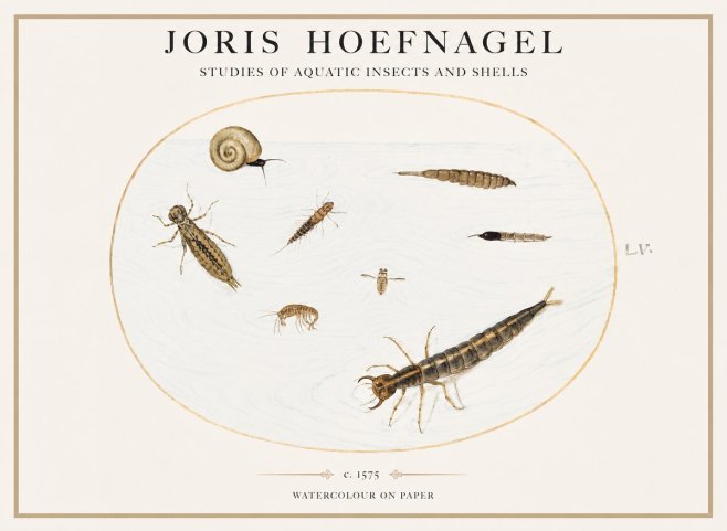 Joris Hoefnagel Studies of Aquatic Insects and Shells No1 - Plakát