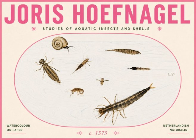 Joris Hoefnagel Studies of Aquatic Insects and Shells No6 - Plakát
