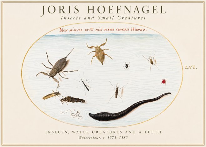 Joris Hoefnagel Insects and Aquatic Creatures No2 - Plakát