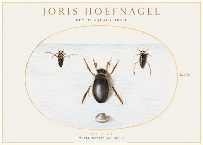 Joris Hoefnagel Water Beetles and Shell No1 - Plakát