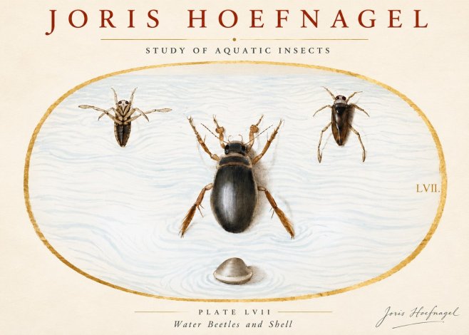 Joris Hoefnagel Water Beetles and Shell No3 - Plakát