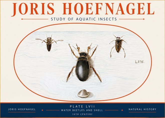 Joris Hoefnagel Water Beetles and Shell No4 - Plakát