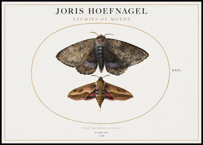 Joris Hoefnagel Studies of Moths I No1 - Plakát