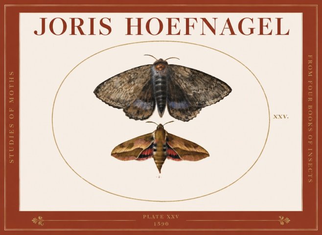 Joris Hoefnagel Studies of Moths I No3 - Plakát
