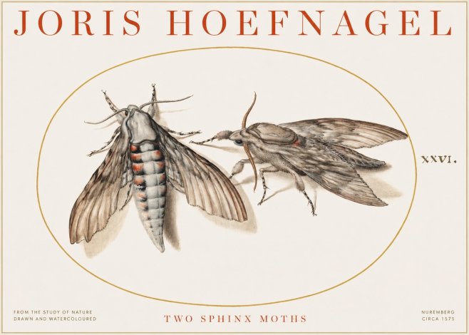 Joris Hoefnagel Two Sphinx Moths No1 - Plakát