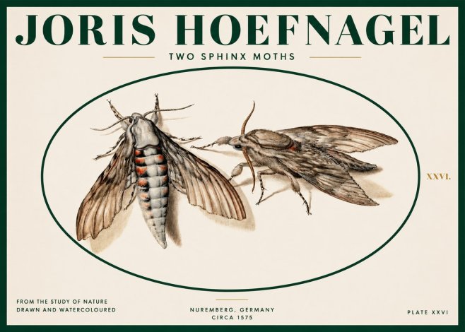 Joris Hoefnagel Two Sphinx Moths No2 - Plakát