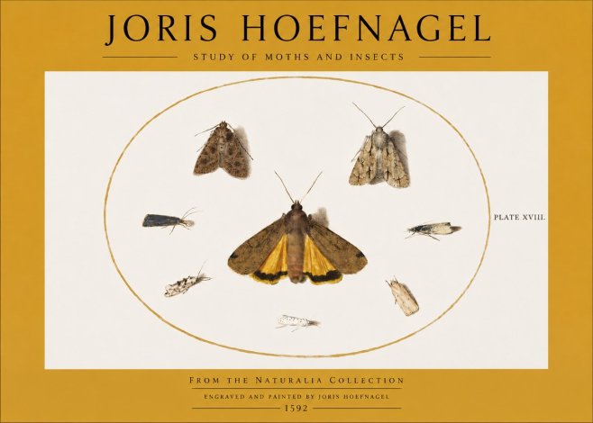 Joris Hoefnagel Study of Moths and Insects No2 - Plakát