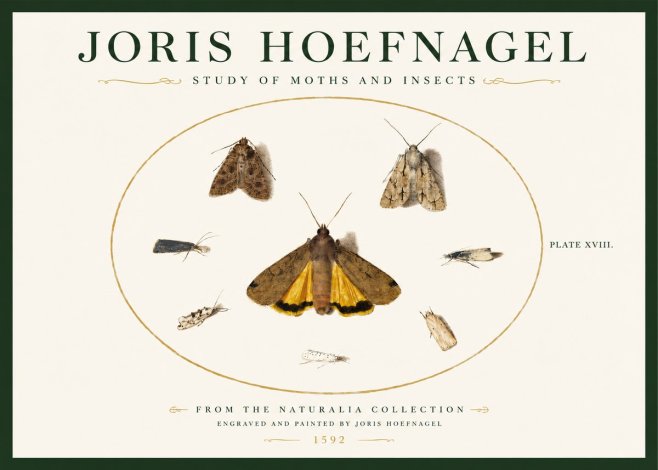Joris Hoefnagel Study of Moths and Insects No3 - Plakát
