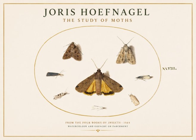 Joris Hoefnagel Study of Moths and Insects No4 - Plakát