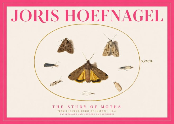 Joris Hoefnagel Study of Moths and Insects No5 - Plakát