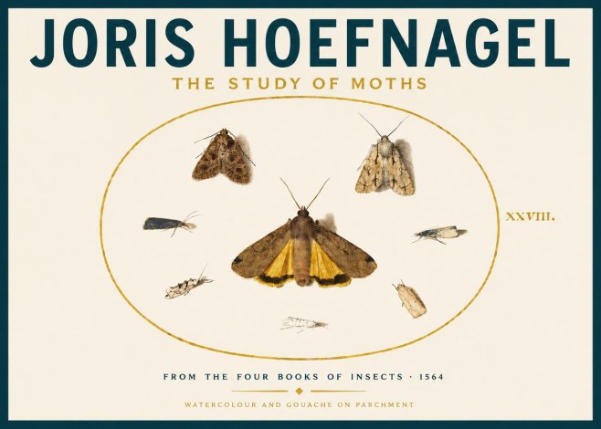 Joris Hoefnagel Study of Moths and Insects No6 - Plakát