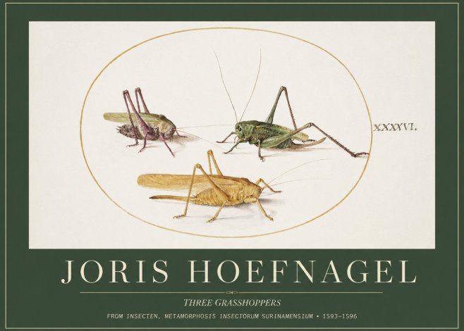 Joris Hoefnagel Grasshoppers Study No5 - Plakát