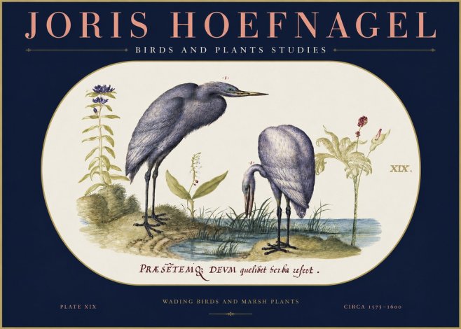 Joris Hoefnagel Wading Birds and Marsh Plants No2 - Plakát
