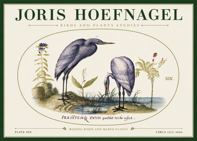 Joris Hoefnagel Wading Birds and Marsh Plants No3 - Plakát