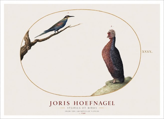 Joris Hoefnagel Studies of Birds I No1 - Plakát