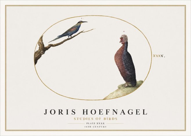 Joris Hoefnagel Studies of Birds I No2 - Plakát