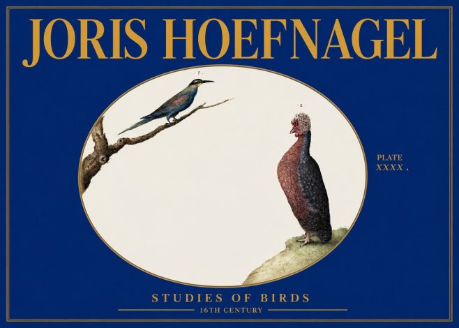 Joris Hoefnagel Studies of Birds I No3 - Plakát