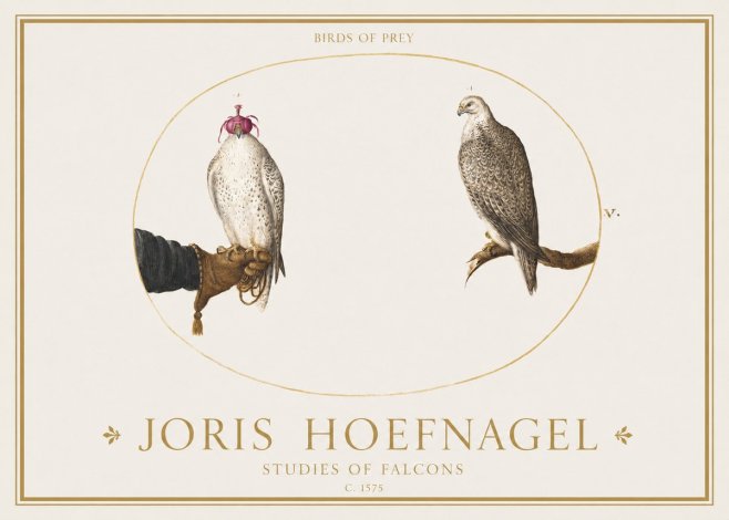 Joris Hoefnagel Studies of Falcons No1 - Plakát