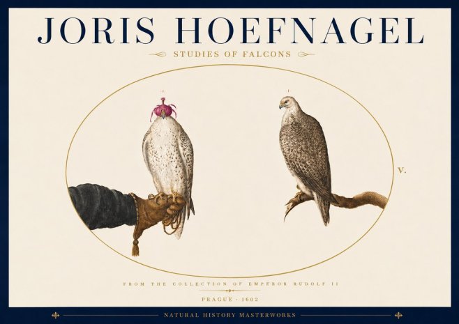 Joris Hoefnagel Studies of Falcons No5 - Plakát
