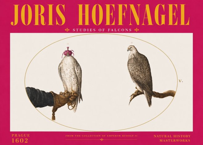Joris Hoefnagel Studies of Falcons No6 - Plakát