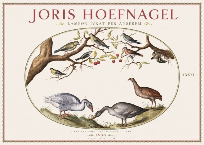 Joris Hoefnagel Lampon Ivrat per Anserem No3 - Plakát