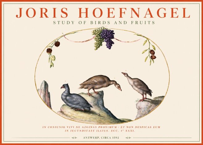 Joris Hoefnagel Three Birds with Grapes and Inscription No4 - Plakát