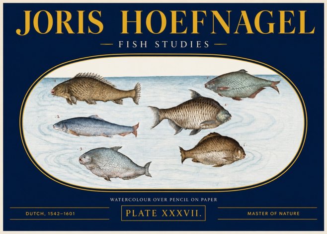 Joris Hoefnagel Six Freshwater Fish No4 - Plakát