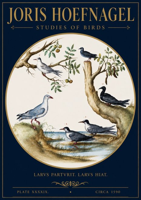 Joris Hoefnagel Studies of Birds II No4 - Plakát