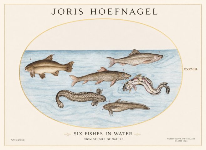 Joris Hoefnagel Six Fishes in Water II No1 - Plakát