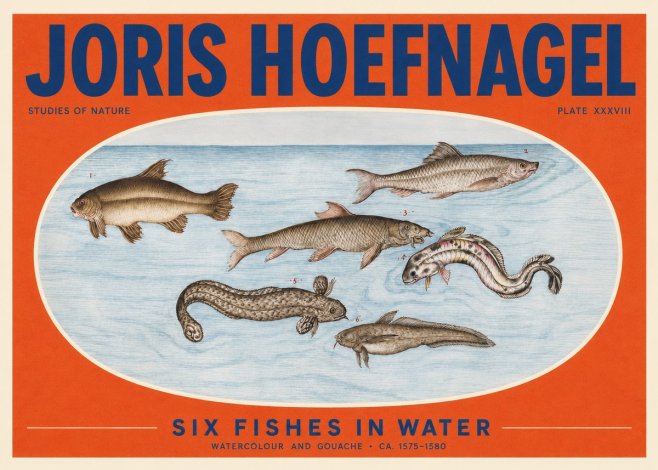 Joris Hoefnagel Six Fishes in Water II No2 - Plakát