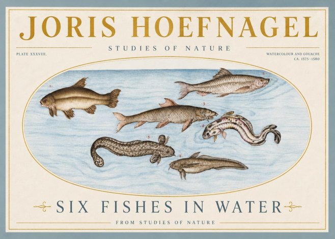 Joris Hoefnagel Six Fishes in Water II No4 - Plakát
