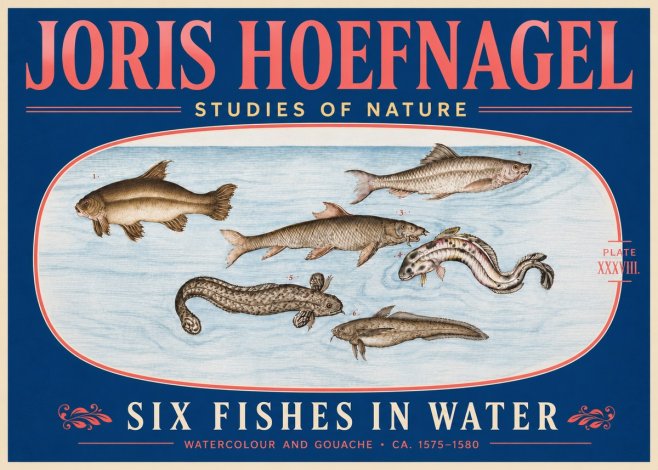 Joris Hoefnagel Six Fishes in Water II No5 - Plakát