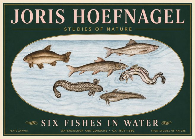 Joris Hoefnagel Six Fishes in Water II No6 - Plakát