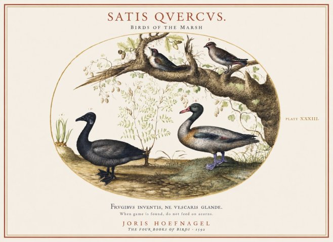 Joris Hoefnagel Satis Quercus. Birds of the Marsh No1 - Plakát